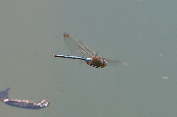 Male Anax parthenope in flight